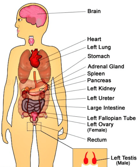 What Organ Is Under Ribs On Left Side Of Body