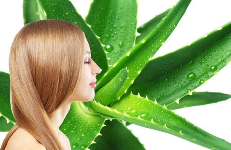 Aloe Vera for hair loss