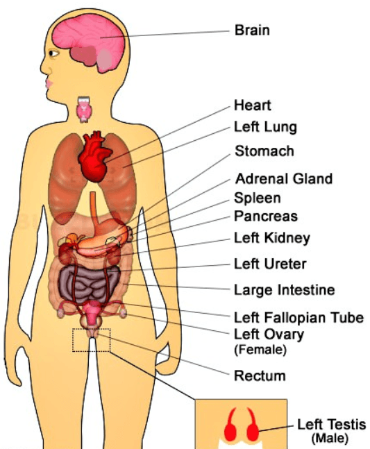 organs on left side of body