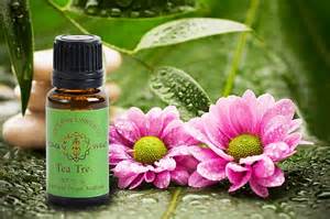 Tea Tree Essential Oil Benefits and Uses