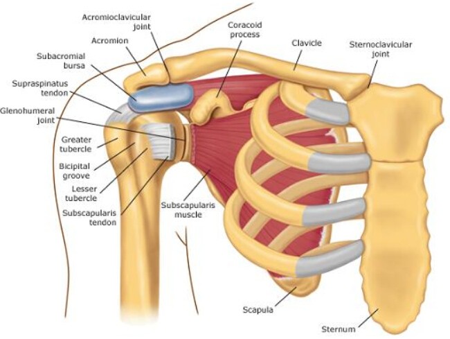 Common Causes of Pain in Left Shoulder