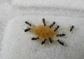 Get Rid of Ants in House