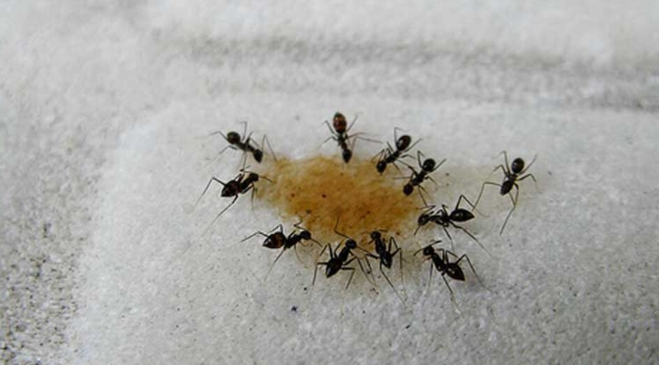 Get Rid of Ants in House