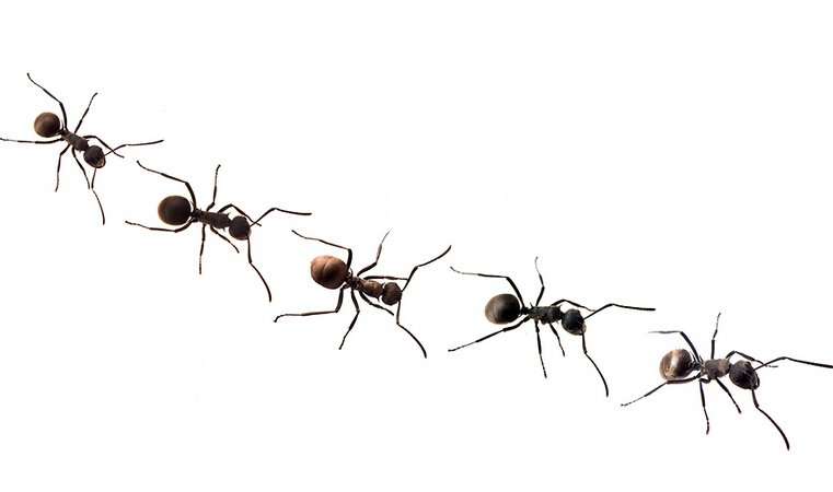 Prevent Ants in House and Yard