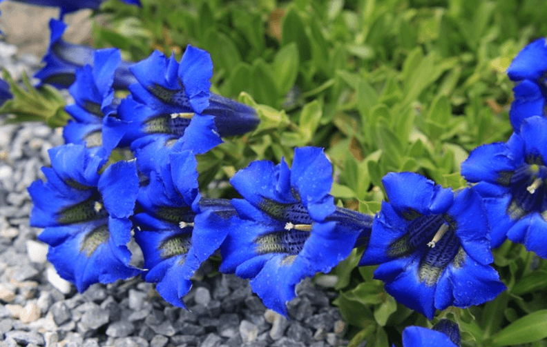 16 Amazing Health Benefits of Gentian