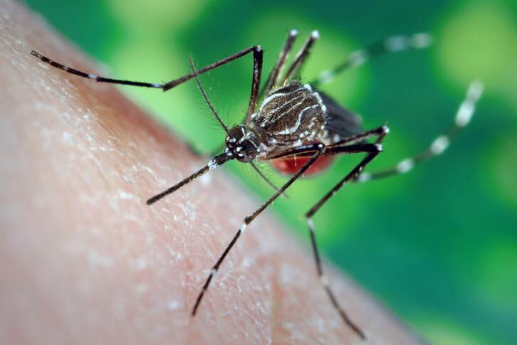 Mosquito Repellant