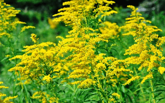 11 Amazing Health Benefits of Goldenrod