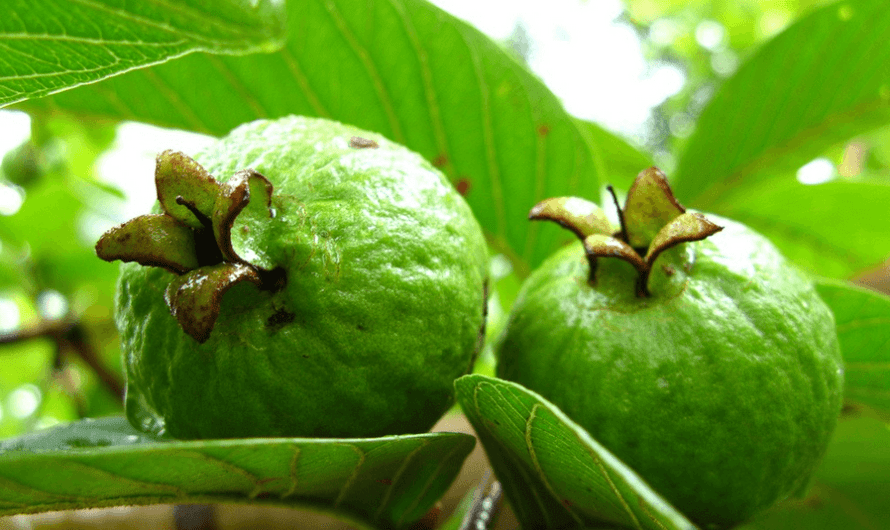 Guava Fruit: Health Benefits, uses and How to Eat it?