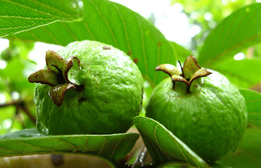 Health Benefits of Guava