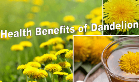 Health Benefits of the Dandelion