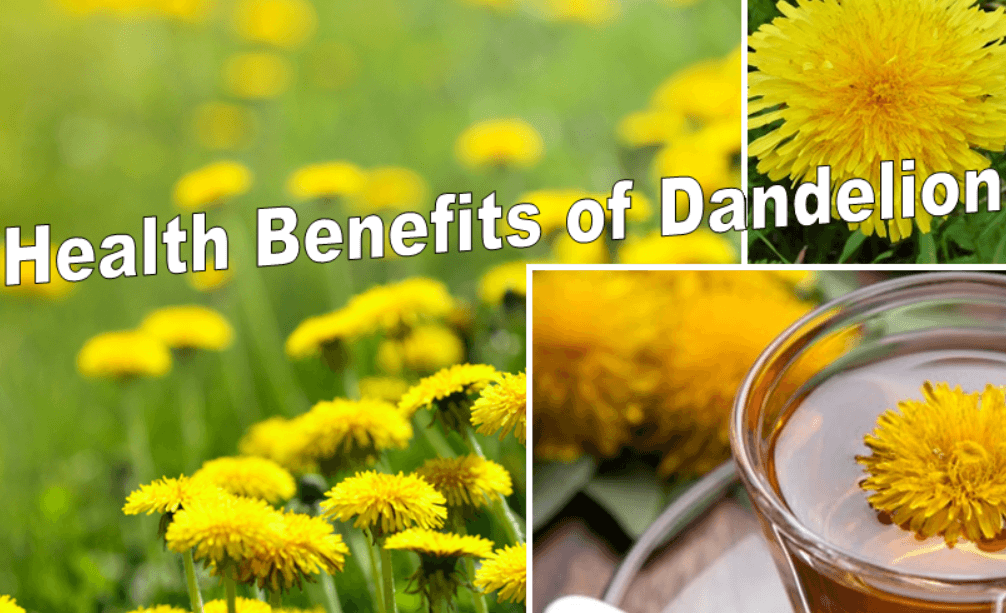 Health Benefits of the Dandelion