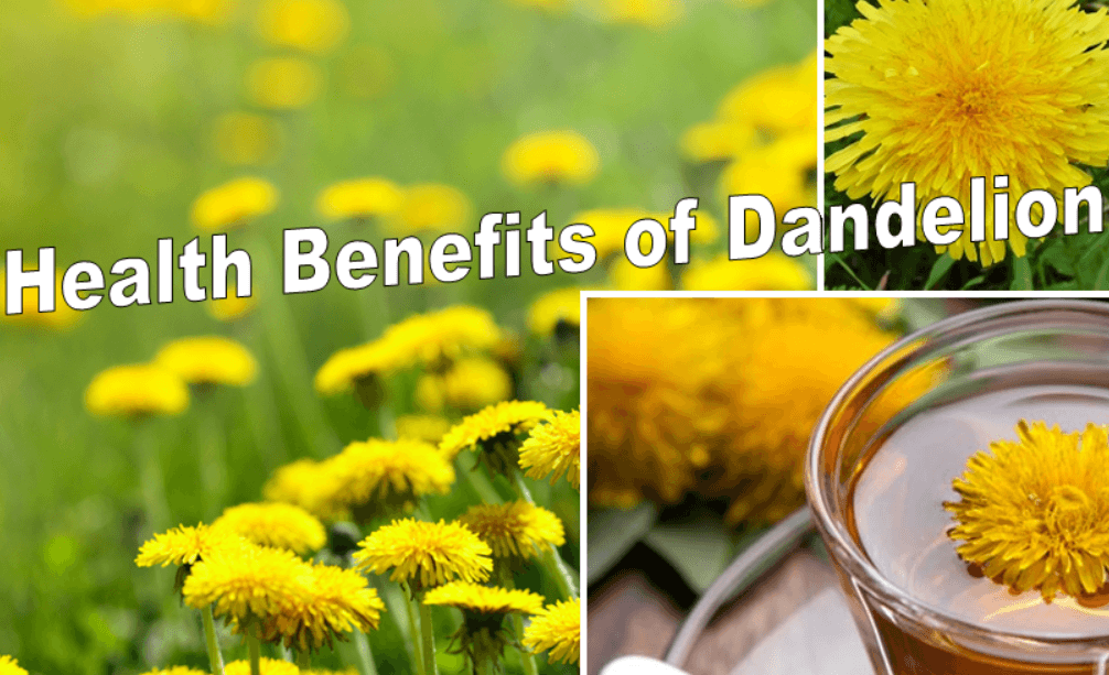 14 Amazing Health Benefits of Dandelion