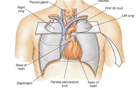 Where is Your Heart Located? Chest Pains Related with Your Heart