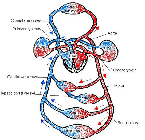 circulation of the blood