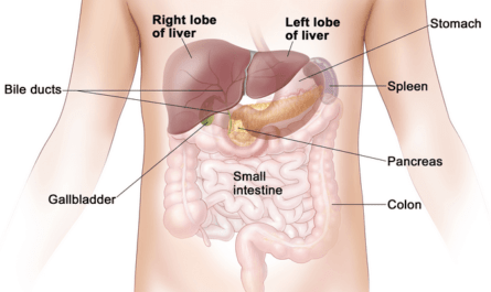The Location of the Liver