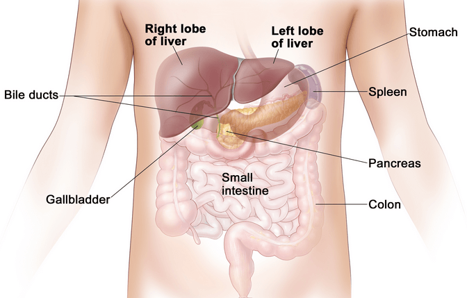 The Location of the Liver