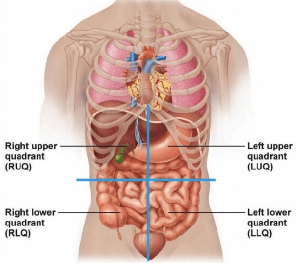 four Quadrants of Abdomen