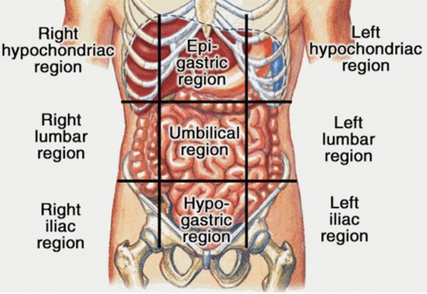 regions of abdominal area