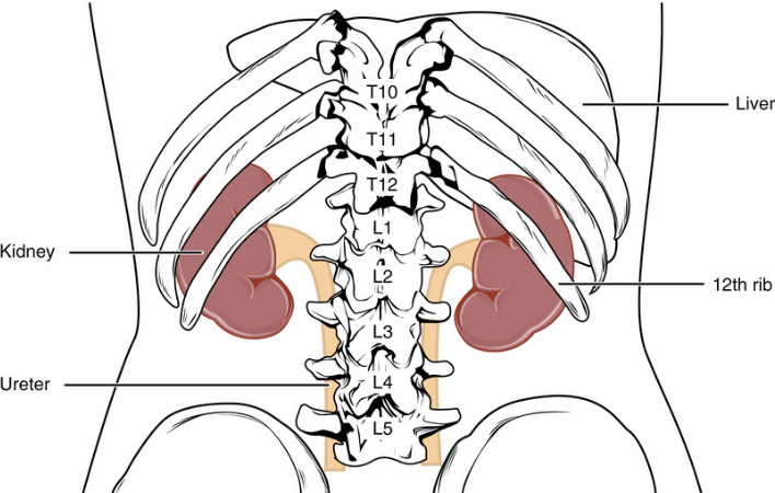 Where are Your Kidneys Located and Causes of Kidney Pain