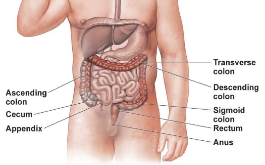Where is Your Appendix and Early Signs of Appendicitis