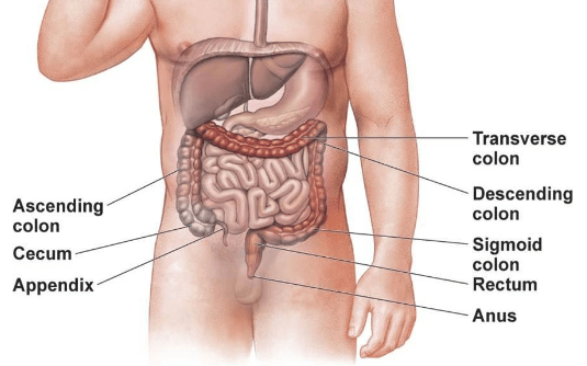 Appendix Location: Where is the Appendix Located?