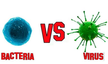 Difference Between a Virus and Bacteria