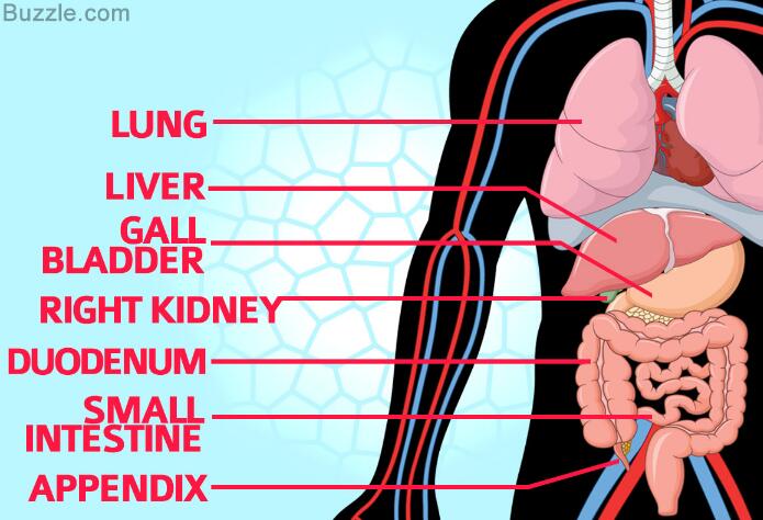 Organs on the lower right side of your body - Search