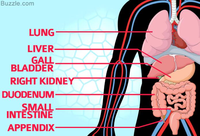 Pain On The Right Side Of The Abdomen Things You Need To Know