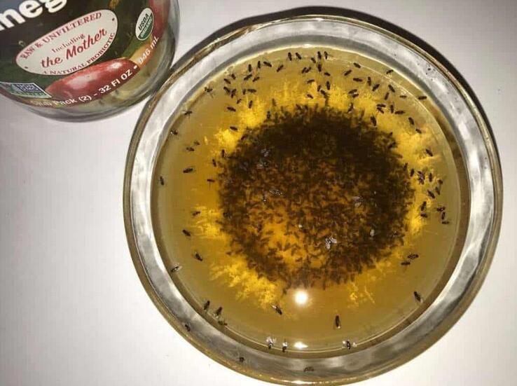 Get Rid Of Fruit Flies Fast