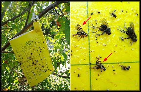 Sticky Traps for fruit flies