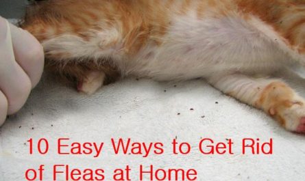 Easy Ways to Get Rid of Fleas at Home