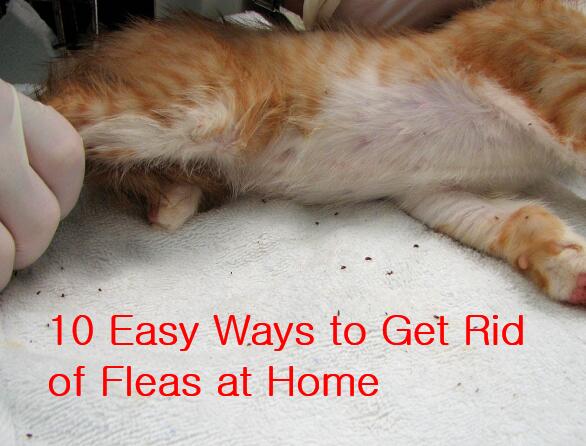 12 Easy Ways to Get Rid of Fleas in House