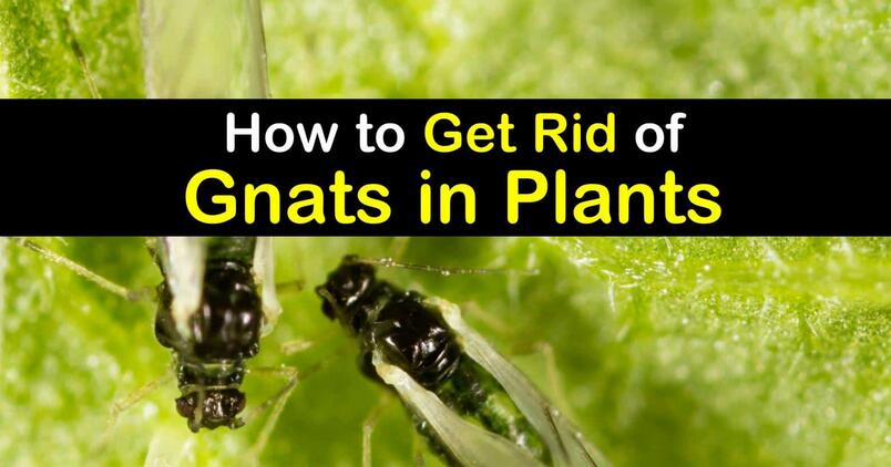 Get Rid Of Gnats in plants