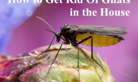 Get Rid Of Gnats in the House