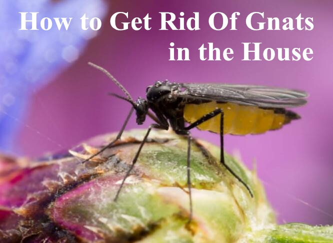 Get Rid Of Gnats in the House