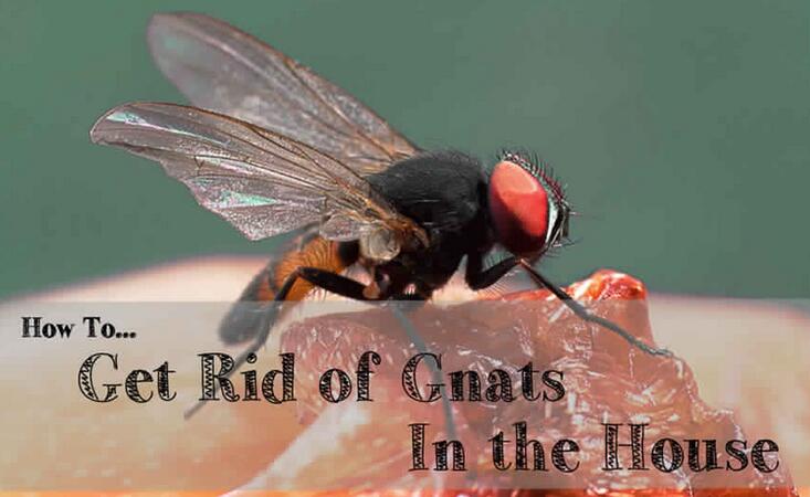 Get Rid Of Gnats