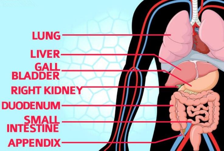 important Organs in right Side of the Body
