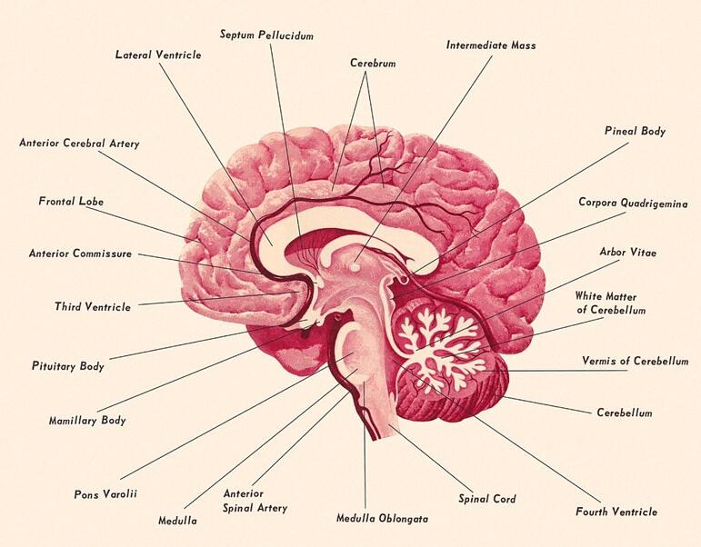 Parts of the Brain: Structures, Anatomy and Functions