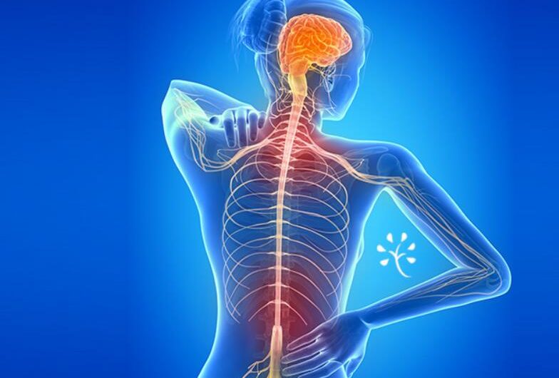 Vagus Nerve: Function, Disorder and How to Stimulate It