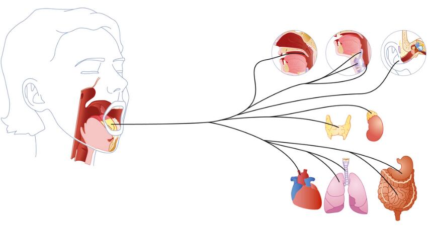 Vagus Nerve: Function, Disorder and How to Stimulate It