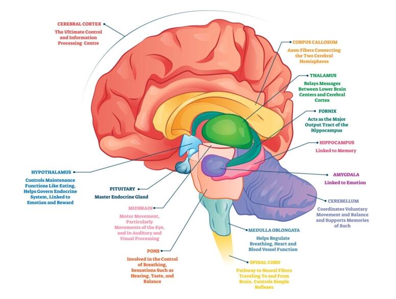 brain functions