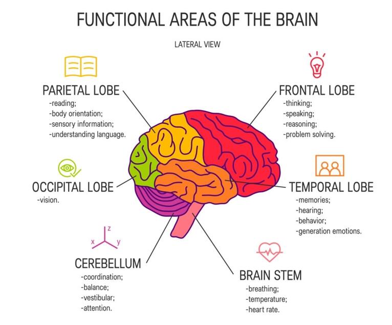 functional areas of the brain