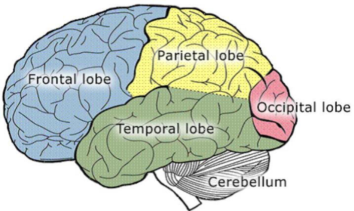 Lobes of the Brain: Structures, Positions and Functions
