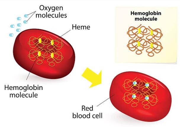 Low Hemoglobin Count