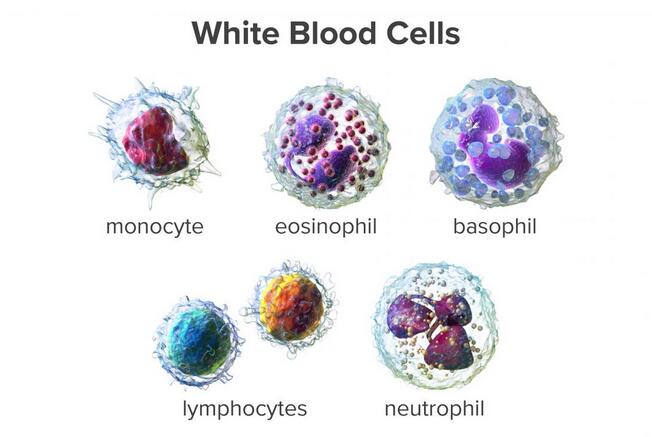Low White Blood Cell Count(Leukopenia): Causes&Treatment