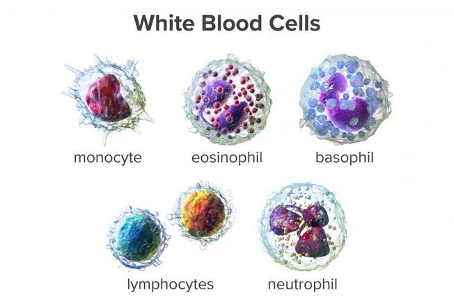 Low White Blood Cell Count