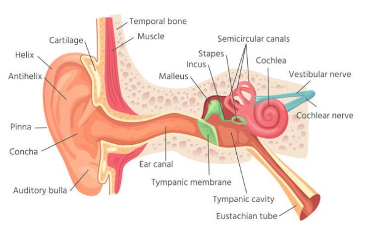 Parts of the Ear: Anatomy and Physiology of the Ear