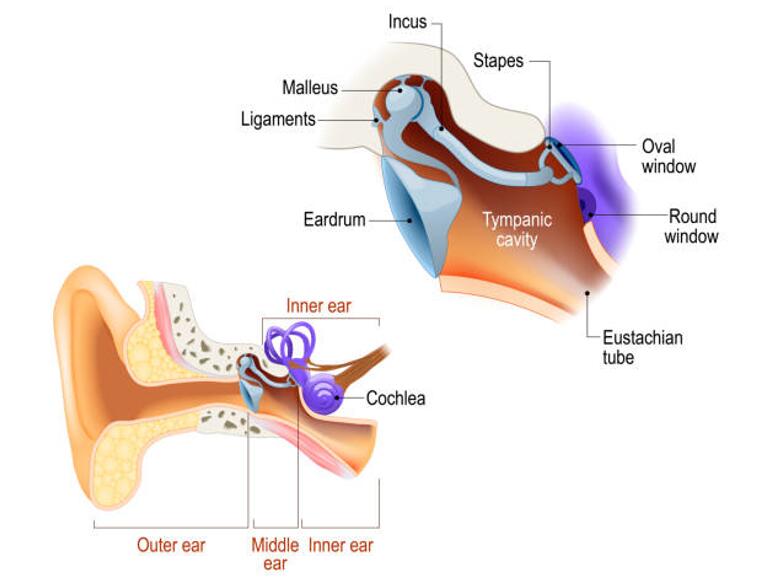 Anatomy of The Middle Ear