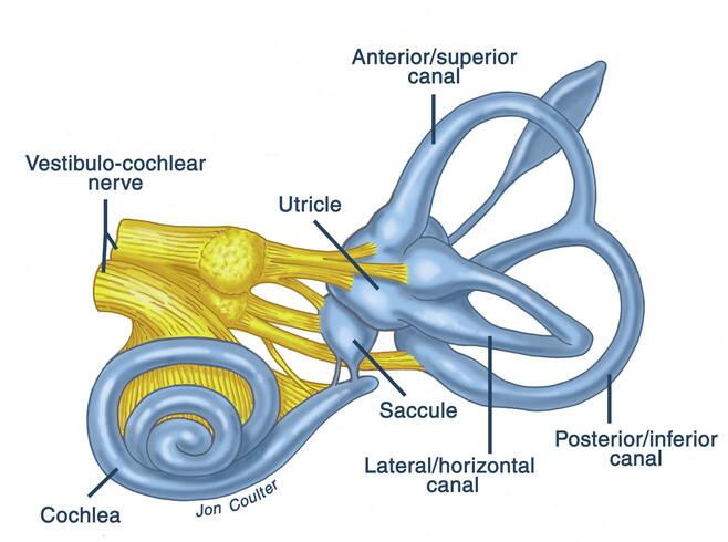 Anatomy of the Inner Ear