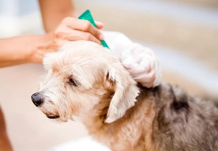 How to Get Rid of Fleas on Pets